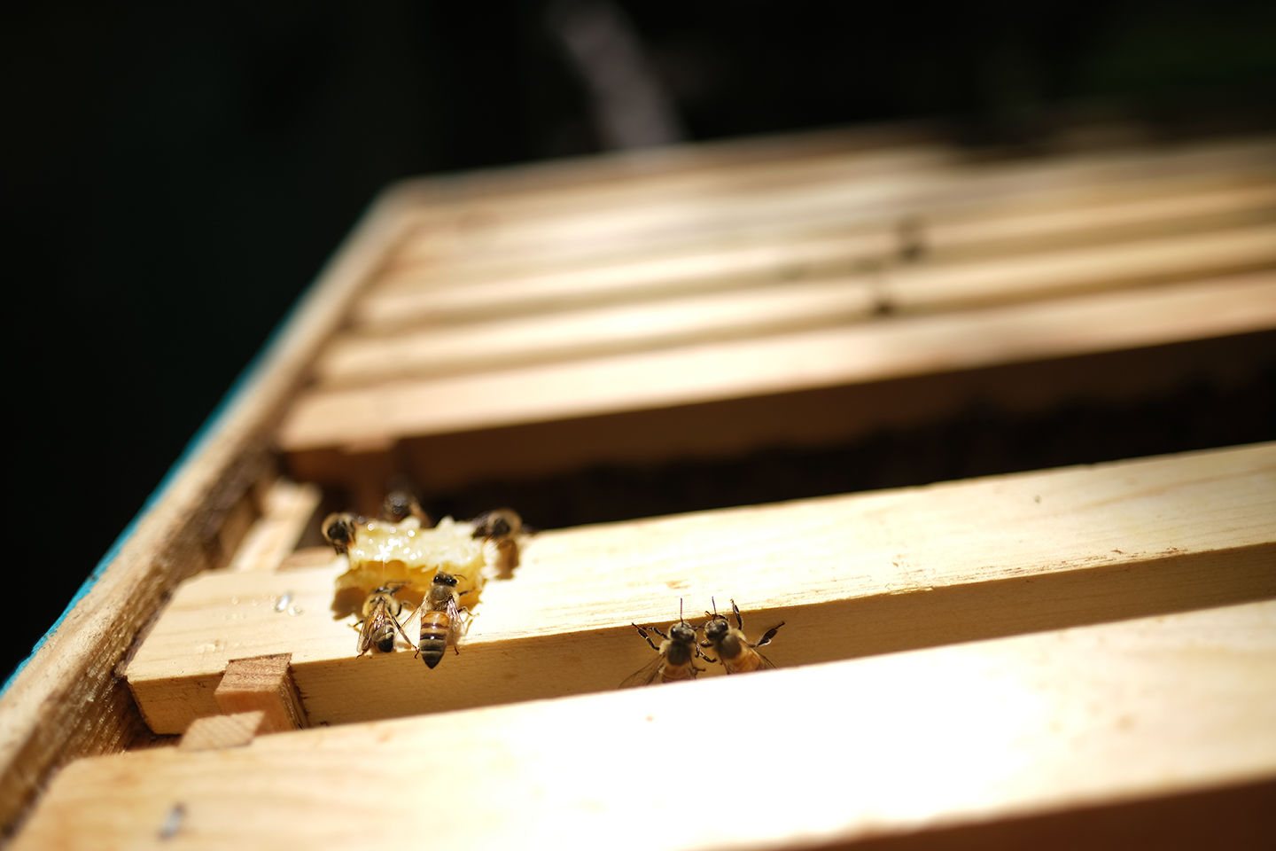 Guam’s sweetest secret: locally grown Hafa Adai Honey